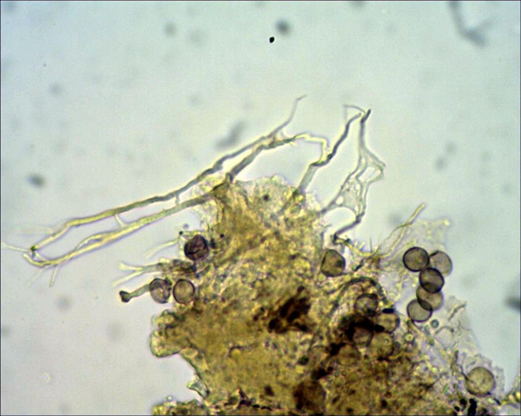 Non nivicolous Diderma